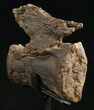 Diplodocus Caudal Vertebra From Wyoming - On Stand #10141-3